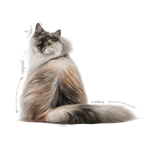  Royal Canin Feline Multipack Intense Beauty Cat Food In Jelly 12x85g (1.02kg)