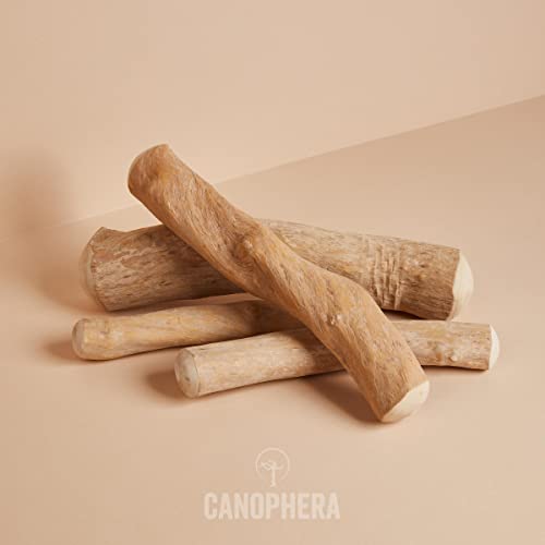  Canophera Coffee Wood Dog Chew Sticks For Regular Chewers - Size Small