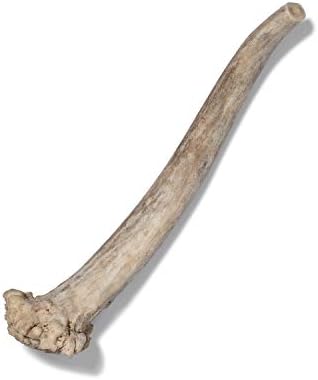  Antler Dog Chew From Pet Expertise, Gigantic 12-14" Long, 1 Piece