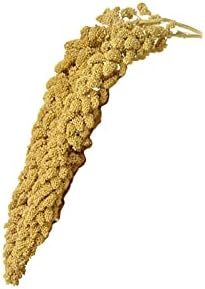  Birds LOVE Wholesome & Lovely Spray Millet Non-GMO No Pesticide (No Stems Only Edible Tops) For Parrots Birds Cockatiel Lovebird Keets Finch Canary All Parrots Healthy Treat-5lbs…