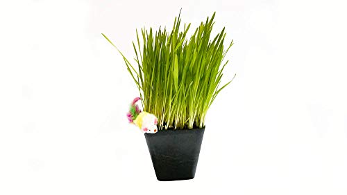  Thunder Acres Cat Grass Blend, Wheat, Barley, Oats, And Rye Mix, Non-GMO, Certified Organic, Bonus CAT Toy (5 LB)