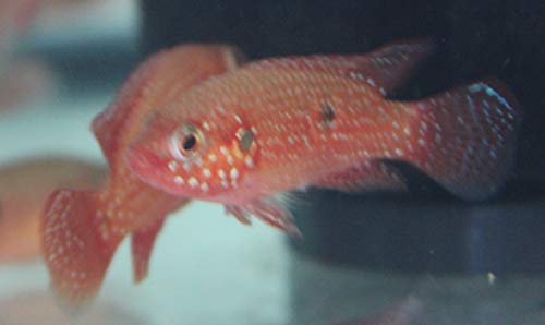 GENERIC 3 Pack Of Blood Jewel Cichlids 1-2" Live Red Tropical Fish For Tank Or Aquarium Live Fish