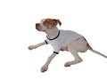 TOOLOUD Fish Are Friends Not Food Cotton Dog Shirt White With Black Small