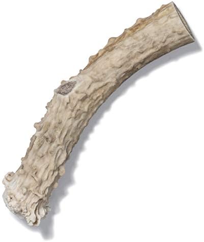  Antler Dog Chew From Pet Expertise, Gigantic 12-14" Long, 1 Piece