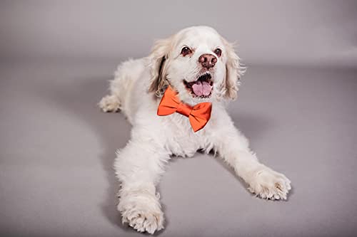  Burnt Orange Dog Bowtie Collar, Dog Wedding Collar, Terracotta Wedding Dog Collar, Formal Dog Collar, Wedding Apparel For Dogs, Dog Collars, Formal Dog Collars (Large: 13.5-16.5" Neck)