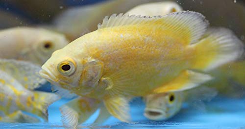 GENERIC 3 Pack Lemon Oscar Cichlids 2" Live Tropical Fish For Tank Or Aquarium