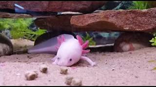  Axolotl Food 3/16" Soft Moist Sinking Pellets For Axolotls, Snails, Newts, Shrimp & All Fish. Rangen 3/16"...1/2-lb