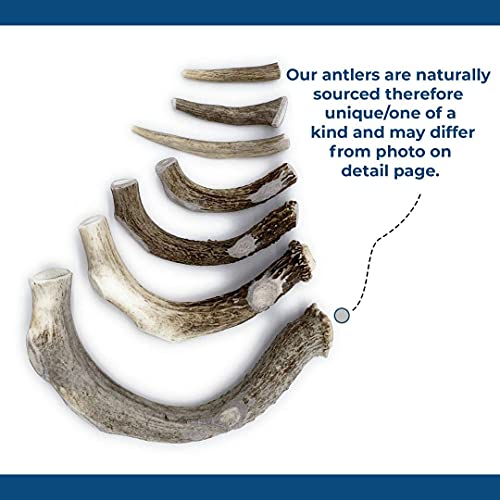  Antler Dog Chew From Pet Expertise, Gigantic 12-14" Long, 1 Piece