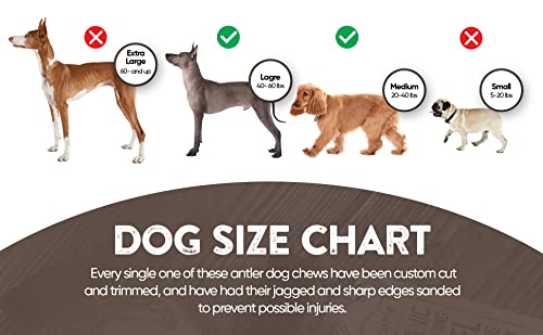  WhiteTail Naturals | Premium Deer Antlers For Dogs (Large) | All Natural Antler Dog Chew | Naturally Shed, Long Lasting Chew Bone, Made In USA (Large (Best For Dogs 40-60 Lbs))