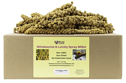  Birds LOVE Wholesome & Lovely Spray Millet Non-GMO No Pesticide (No Stems Only Edible Tops) For Parrots Birds Cockatiel Lovebird Keets Finch Canary All Parrots Healthy Treat-5lbs…