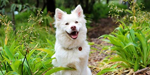  Antioxidant Treats For Dogs - Advanced Dog Immune Support - Veterinarian Recommended Complex - Ashwagandha For Dogs - 2 Bottles (120 Treats)