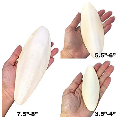  Birds LOVE Natural Cuttlebone – Premium Calcium & Trace Mineral Supplement For Avian Species, Tortoises, And Snails – Pure Cuttlebone For Parakeets, Cockatiels, And All Birds | 12 Pack Of 5 .5-6"
