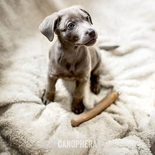  Canophera Coffee Wood Dog Chew Sticks For Regular Chewers - Size Small