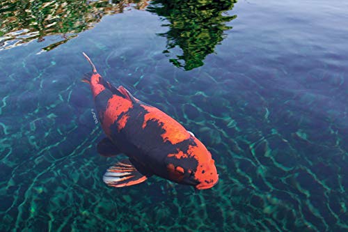  Sera 7025 KOI Color Large 2.2 Lb 3.800 Ml Pet Food, One Size