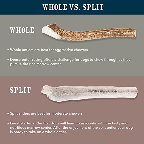 Amazon Brand - Wag Dog Elk Antler Chew, Naturally Shed, Whole, Medium 6-7.5 Inches (Best For Dogs 15-30 Lbs)