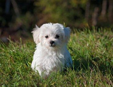  Dog Skin And Coat Supplements - Dog Healthy Hair And Coat - Shinny Coat - Skin Health - Immune Support - Nail Health - Dog Immune Booster - 60 Treats (1 Bottle)