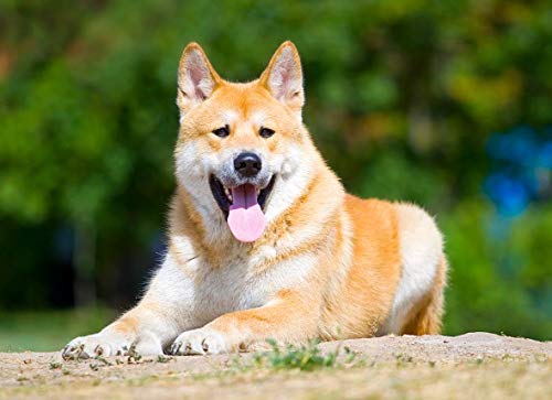  Antioxidant Treats For Dogs - Advanced Dog Immune Support - Veterinarian Recommended Complex - Ashwagandha For Dogs - 2 Bottles (120 Treats)