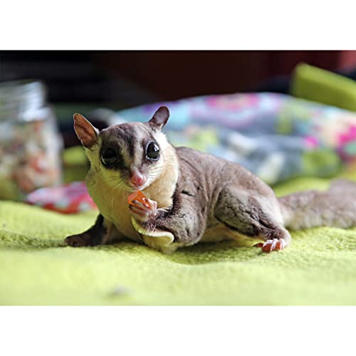  Papaya Treat 8 Oz. - Healthy Natural Dried Fruit Treat - Sugar Gliders, Rats, Chinchillas, Ferrets, Parrots, Hamsters, Squirrels, Hedgehogs, Guinea Pigs, Rabbits, Prairie Dogs, Marmosets, Small Pets