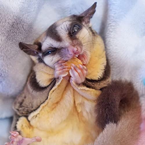  Papaya Treat 8 Oz. - Healthy Natural Dried Fruit Treat - Sugar Gliders, Rats, Chinchillas, Ferrets, Parrots, Hamsters, Squirrels, Hedgehogs, Guinea Pigs, Rabbits, Prairie Dogs, Marmosets, Small Pets