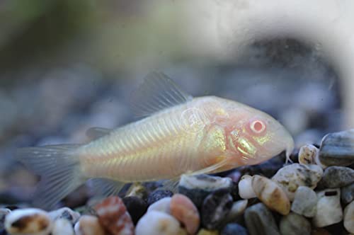  Swimming Creatures 5 Albino Corydoras, Albino Corycats, Freshwater Aquarium Catfish
