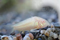  Swimming Creatures 5 Albino Corydoras, Albino Corycats, Freshwater Aquarium Catfish