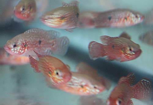 GENERIC 3 Pack Of Blood Jewel Cichlids 1-2" Live Red Tropical Fish For Tank Or Aquarium Live Fish