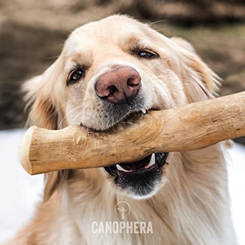  Canophera Coffee Wood Dog Chew Sticks For Regular Chewers - Size Small