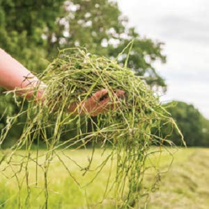  Blue Mountain High Altitude Timothy Hay (5 LB) Rabbits, Guinea Pigs | Bunny Rabbit, Hamster, Chinchilla & Gerbil Feed | Similar To Alfalfa Cubes, Orchard Grass Hay