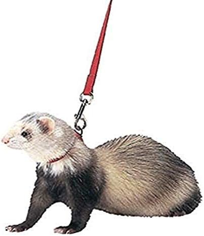  MARSHALL PET Products 572018 Ferret Harness & Lead Purple, 48 In