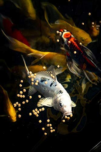 Blue Ridge Fish Food [2lb], Cool Water Wheat Formula Floating 3/16" Pellet, Koi And Goldfish