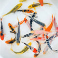  Toledo Goldfish Standard Fin Koi, Variety Of Colors And Patterns - Perfect For Ponds Or Aquariums - 3-4 Inches, 50 Count