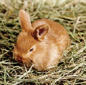  Blue Mountain High Altitude Timothy Hay (5 LB) Rabbits, Guinea Pigs | Bunny Rabbit, Hamster, Chinchilla & Gerbil Feed | Similar To Alfalfa Cubes, Orchard Grass Hay