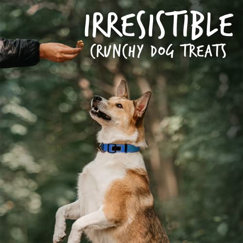  Fruitables Biggies Dog Biscuits – Crunchy Dog Biscuits Made With Pumpkin – Healthy Dog Treats Packed With – Free Of Wheat, Corn And Soy – Pumpkin & Blueberry – 16 Ounces