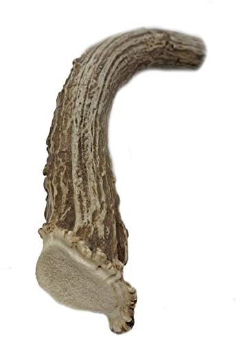  WhiteTail Naturals | Premium Deer Antlers For Dogs (Large) | All Natural Antler Dog Chew | Naturally Shed, Long Lasting Chew Bone, Made In USA (Large (Best For Dogs 40-60 Lbs))