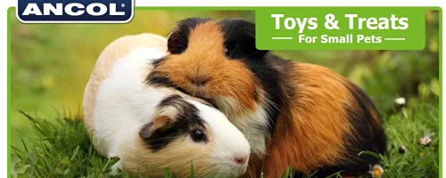  Ancol Small Animal Treat Ball