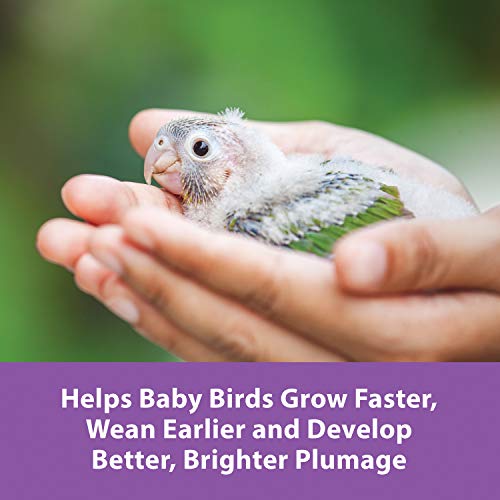 Kaytee Exact Hand Feeding Pet Bird Baby Food For Parrots, Parakeets, Lovebirds, Cockatiels, Conures, Cockatoos, And Macaws, 5 Pound