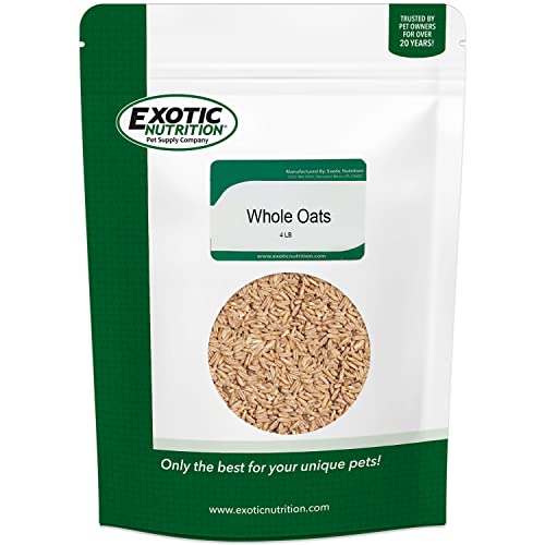  Exotic Nutrition Whole Oats 4 Lb. - Healthy Supplemental Food - Natural Whole Oats For Prairie Dogs, Degus & Chinchillas…
