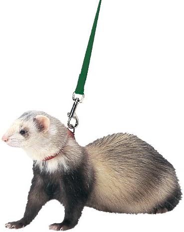  MARSHALL PET Products 572018 Ferret Harness & Lead Purple, 48 In