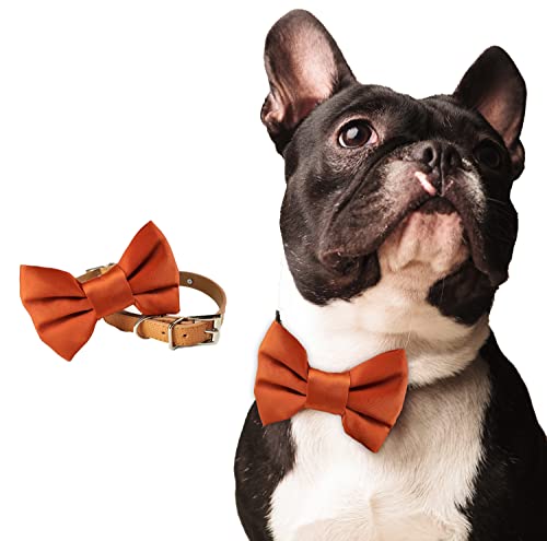  Burnt Orange Dog Bowtie Collar, Dog Wedding Collar, Terracotta Wedding Dog Collar, Formal Dog Collar, Wedding Apparel For Dogs, Dog Collars, Formal Dog Collars (Large: 13.5-16.5" Neck)