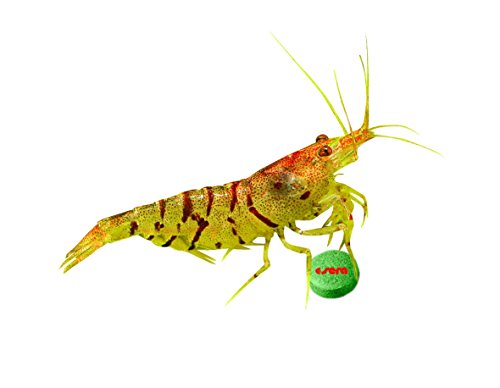  Sera Plankton Tabs Nature 2.9 Lb 1, 3 Kg, One Size