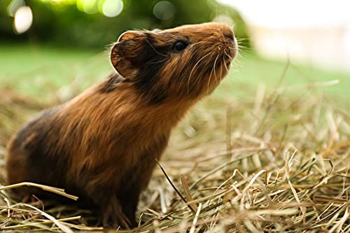  Blue Mountain High Altitude Timothy Hay (5 LB) Rabbits, Guinea Pigs | Bunny Rabbit, Hamster, Chinchilla & Gerbil Feed | Similar To Alfalfa Cubes, Orchard Grass Hay