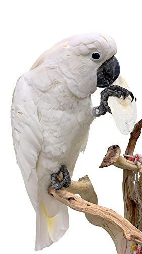  Birds LOVE Natural Cuttlebone – Premium Calcium & Trace Mineral Supplement For Avian Species, Tortoises, And Snails – Pure Cuttlebone For Parakeets, Cockatiels, And All Birds | 12 Pack Of 5 .5-6"