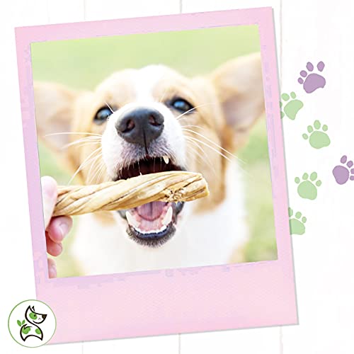  Nature Gnaws Tripe Twists For Dogs - Premium Natural Beef Sticks - Simple Single Ingredient Crunchy Dog Chew Treats - Rawhide Free 10 Count (Pack Of 1)