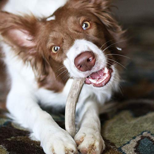  Pupford Split Elk Antlers | Durable & Tough Chew Toy & Treat For Aggressive Chewers - Long Lasting, All Natural, Cleans Teeth & Engages Your Pup | 5-8” Long (1 Count)