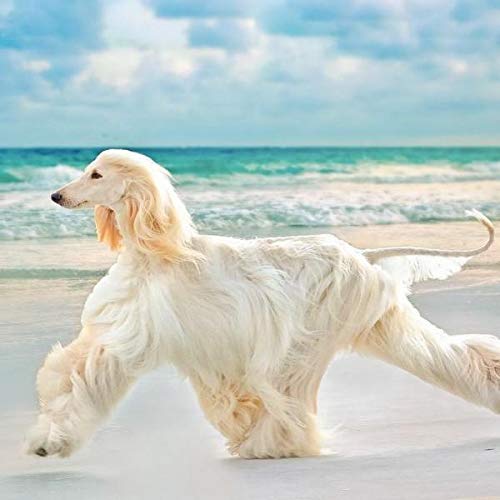 Dog Skin And Coat Supplements - Dog Hair And Coat Health Complex - Healthy Skin And Nails - Itch Relief - Powerful - Vitamin A For Dogs - 120 Treats (2 Bottles)