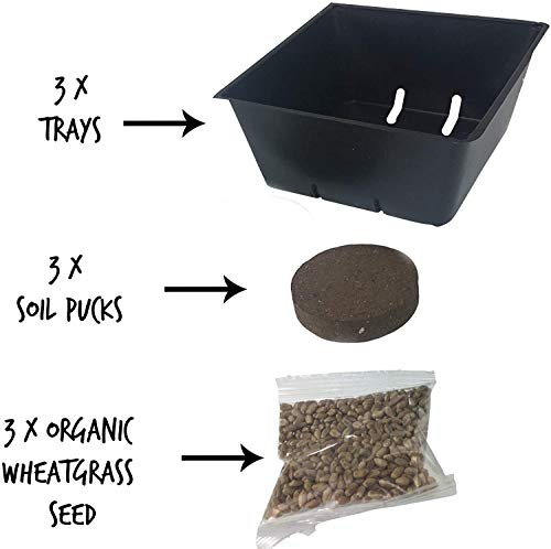  Handy Pantry Organic Cat Grass Kit - Includes 3 Trays, Soil Pucks, And 3 Packs Non GMO Wheatgrass Seed - A Healthy Treat For Cats, Dogs, Rabbits, More