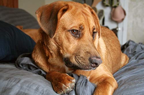  Itch Relief For Dogs With Allergies - Allergy And Itch Relief For All Dogs - Any Size - With Turmeric And QUERCETIN - Immune Boost - Quercetin For Dogs Organic - 2 Bottles (150 Tablets)