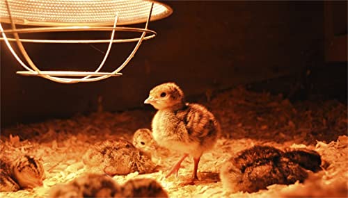  BONGBADA Heat Lamp Bulb PAR38 175 Watts 2 Pack Red Infrared Heavy Thickened Glass Lamp Bulb For Food Service, Brooder Bulb, Chicks, Pet, Bathroom, Light Therapy, Reptiles And Amphibian Use E26 Base