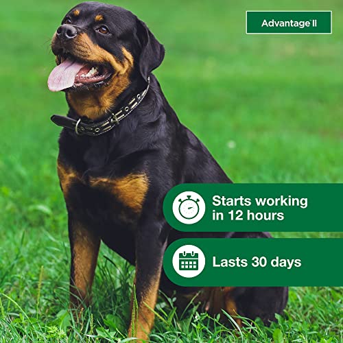  Advantage II XL Dog Vet-Recommended Flea Treatment & Prevention | Dogs Over 55 Lbs. | 4-Month Supply