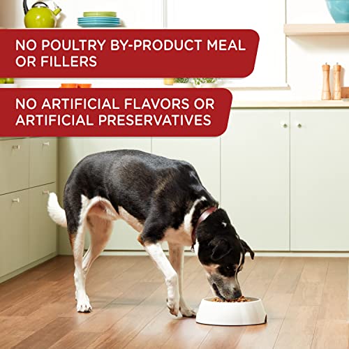  Rachael Ray Nutrish Wet Dog Food, Beef & Pumpkin, 13 Ounce Can (Pack Of 12)